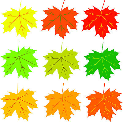 EPS 해외이미지 나무 식물 디자인 계절 실루엣 백그라운드 단풍 잎 패턴 오렌지 일러스트 자연 그래픽 빨간색 초록색 노란색 가을 흰색 오브젝트 그림 정맥 고립 해외202004 해외일러스트 컬러 무늬 과일 촬영기법 생태계 혈관 파일형식 벡터 이미지허브