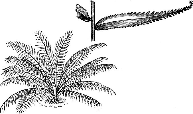 EPS 해외이미지 식물 선 잎 일러스트 미술 검은색 수확 흰색 그림 판화 양치류 해외202004 해외일러스트 컬러 농업 문화예술 파일형식 벡터 이미지허브