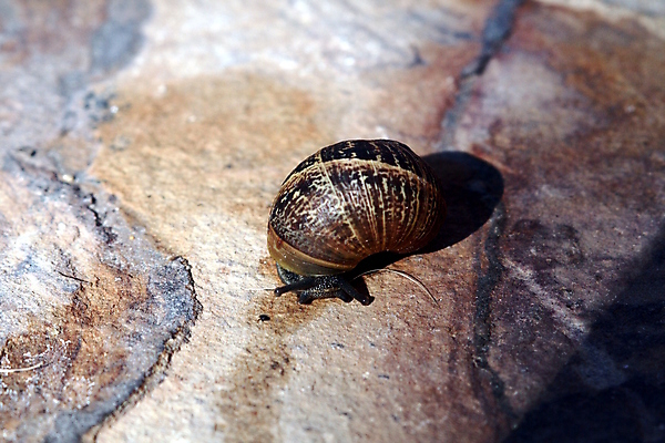 포토 JPG 해외이미지 동물 음식 백그라운드 자연 나선형 사람없음 갈색 정원 껍질 원예 부드러움 덮기 민달팽이 끈적임 해외202004 해외포토 컬러 무늬 모션 취미 감각 생태계 파일형식 달팽이_동물 이미지허브