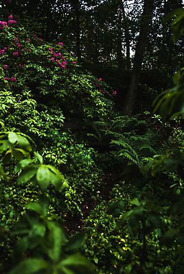 포토 JPG 해외이미지 나무 식물 계절 공원 꽃 길 백그라운드 잎 꽃무늬 벤치 의자 오렌지 자연 스웨덴 풍경 사람없음 야외 목재 빨간색 초록색 여름 컬러풀 노란색 정원 봄 활발 벚꽃 신선 내추럴 파라다이스 해외202004 해외포토 공공시설 컬러 가구 컨셉 무늬 과일 재료 북유럽 생태계 파일형식 이미지허브