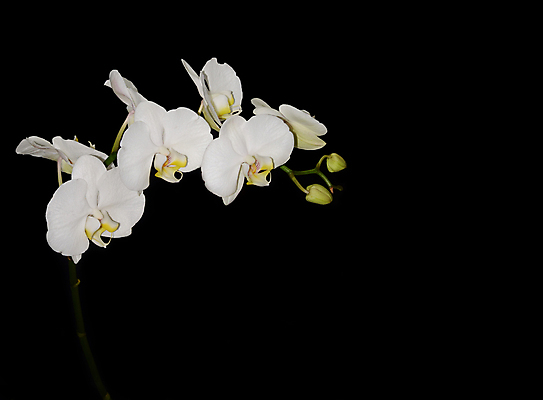 포토 JPG 해외이미지 식물 디자인 꽃잎 꽃 선 백그라운드 꽃무늬 패턴 자연 휴가 발렌타인데이 건강 선물 사랑 미술 사람없음 장식 초록색 파란색 빛 스파 봄 벚꽃 흰색 나뭇가지 신선 난초 모서리 심볼 순수 보케 호접란 고립 블러 이국적 파스텔톤 해외202004 해외포토 나무 계절 감정 컬러 컨셉 무늬 데이이벤트 문화예술 생태계 파일형식 이미지허브