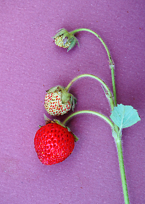 포토 JPG 해외이미지 식물 열매 음식 농업 다이어트 과일 자연 딸기 디저트 건강 사람없음 빨간색 활발 신선 달콤 맛 유기농 내추럴 숙성 식용 채식주의자 해외202004 해외포토 웰빙 산업 컬러 컨셉 생태계 채식 파일형식 이미지허브