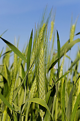 포토 JPG 해외이미지 식물 계절 산업 음식 줄기 잎 밭 농업 채소 부분 자연 건강 옥수수 씨앗 성인 사람없음 초록색 여름 농작물 농장 봄 성장 시골 시간 낟알 시리얼 밀 유기농 보리 귀 장면 밀짚 내추럴 밭일 호밀 세련 전경 해외202004 해외포토 웰빙 컬러 곡류 사람 풍경 신체부위 짚 생태계 파일형식 탑뷰 이미지허브