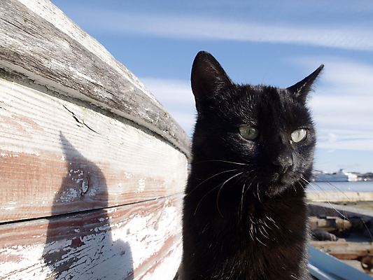 포토 JPG 해외이미지 동물 포유류 사람없음 반려동물 검은색 고양이 해외202004 해외포토 컬러 파일형식 이미지허브