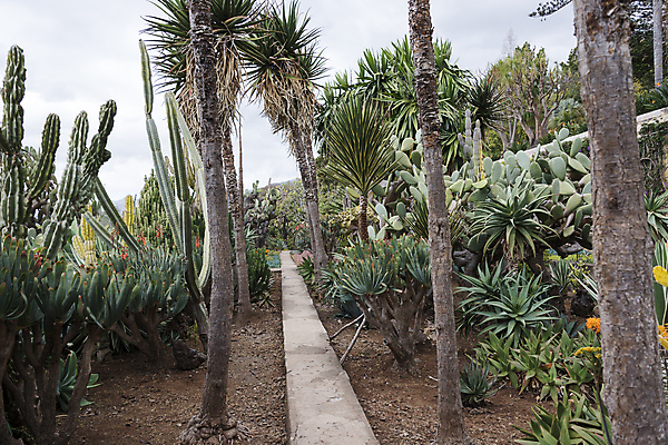 포토 JPG 해외이미지 식물 유럽 줄기 선인장 사람없음 와인 정원 가시 수집 포르투갈 날카로움 해외202004 해외포토 나라 주류 파일형식 이미지허브