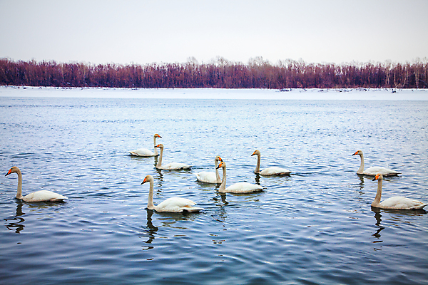 포토 JPG 해외이미지 동물 구름 유럽 호수 야생동물 바다 컨셉 겨울 자연 조류 함께함 사람없음 물 파란색 농장 평화 환경 골짜기 검은색 화목 흰색 그룹 우아함 승낙 싱글 백조 산악지대 고립 벙어리 수유 차별 많음 해외202004 해외포토 자연요소 계절 나라 컬러 농업 산 생태계 파일형식 이미지허브