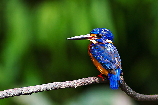 포토 JPG 해외이미지 동물 남자 아시아 야생동물 날개 태국 자연 조류 앉기 동양인 사람없음 파란색 컬러풀 나뭇가지 관찰 황무지 숲 열대우림 손목시계 깃털 동쪽 남쪽 내추럴 물총새 혼자 해외202004 해외포토 나무 나라 시계 컬러 장신구 모션 사람 인종 방향 생태계 파일형식 이미지허브