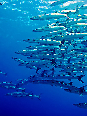 포토 JPG 해외이미지 동물 교육 야생동물 바다 학교 낚시 어류 사람없음 물 파란색 수중 큼 육식동물 지느러미 암초 깊이 해외202004 해외포토 자연요소 컬러 레저 수중동물 크기 파일형식 이미지허브