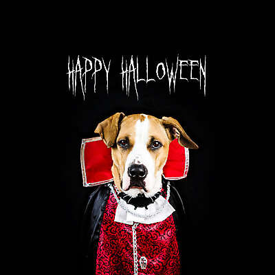 포토 JPG 해외이미지 동물 배너 포스터 백그라운드 휴가 사람없음 반려동물 검은색 어둠 할로윈 마법사 축하 개 강아지 옷입기 정사각형 엽서 초대 박쥐 마법 흡혈귀 나쁜 고립 해외202004 해외포토 도형 컬러 컨셉 포유류 모션 편지 파일형식 이미지허브