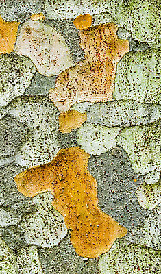 포토 JPG 해외이미지 나무 식물 백그라운드 패턴 자연 사람없음 목재 초록색 정원 묘사 질감 나무껍질 해외202004 해외포토 컬러 무늬 재료 껍질 생태계 파일형식 이미지허브