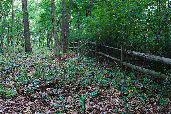 포토 JPG 해외이미지 나무 식물 공원 꽃 낙엽 잎 자연 건강 풍경 사람없음 야외 목재 초록색 울타리 환경 성장 나뭇가지 잡초 숲 해외202004 해외포토 공공시설 컬러 재료 담장 생태계 파일형식 이미지허브