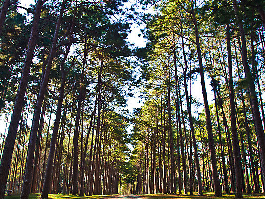 포토 JPG 해외이미지 나무 식물 계절 공원 백그라운드 잎 태국 자연 하늘 아침 풍경 사람없음 야외 목재 초록색 여름 빛 햇빛 태양 환경 맑음 봄 시골 신선 소나무 황무지 숲 큼 장면 내추럴 삼림지대 해외202004 해외포토 주간 자연요소 공공시설 아시아 컬러 재료 날씨 크기 생태계 파일형식 이미지허브