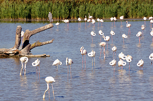 포토 JPG 해외이미지 동물 공원 야생동물 분홍색 여행 자연 조류 풍경 사람없음 물 컬러풀 반사 프랑스 그룹 우아함 플라밍고 깃털 남쪽 이국적 많음 해외202004 해외포토 자연요소 공공시설 유럽 컬러 컨셉 방향 생태계 파일형식 이미지허브