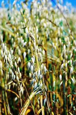 포토 JPG 해외이미지 식물 음식 빵 밭 농업 자연 하늘 옥수수 씨앗 사람없음 초록색 여름 파란색 농작물 노란색 맑음 식사 수확 성장 시골 황금 낟알 시리얼 밀 스파이크 밀짚 내추럴 밭일 많음 귀리 해외202004 해외포토 계절 산업 컬러 컨셉 날씨 곡류 짚 생태계 파일형식 이미지허브