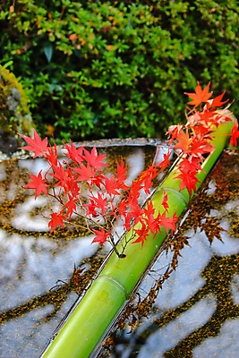 포토 JPG 해외이미지 나무 식물 계절 공원 실루엣 도로 여행 백그라운드 무지개 잎 패턴 자연 하늘 지붕 휴식 풍경 사람없음 빨간색 파란색 빛 컬러풀 햇빛 태양 정원 일본 활발 덮개 가을 나뭇가지 신선 보행로 닫기 숲 그늘 오솔길 강렬 해외202004 해외포토 자연요소 공공시설 아시아 길 컬러 컨셉 무늬 교통시설 모션 촬영기법 뚜껑 생태계 파일형식 이미지허브