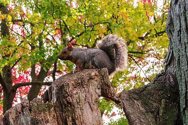 포토 JPG 해외이미지 나무 잎 캐나다 사람없음 빨간색 가을 다람쥐 해외202004 해외포토 식물 계절 컬러 북아메리카 설치류 파일형식 이미지허브