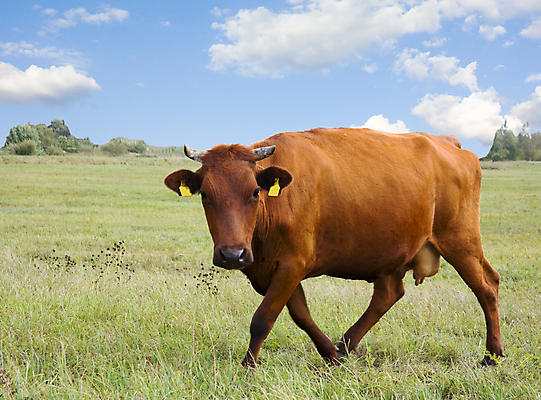 포토 JPG 해외이미지 나무 동물 구름 밭 농업 포유류 자연 하늘 풍경 잔디 사람없음 야외 가로 초록색 여름 파란색 농장 갈색 시골 소 땅 호기심 수평선 해외202004 해외포토 자연요소 식물 계절 감정 산업 컬러 컨셉 생태계 파일형식 이미지허브