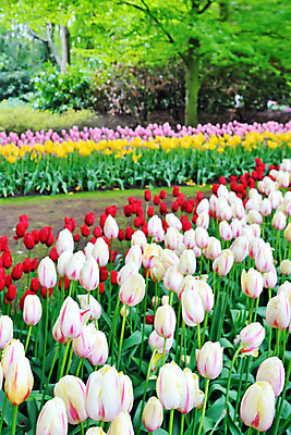 포토 JPG 해외이미지 식물 계절 공원 꽃잎 꽃 유럽 백그라운드 꽃무늬 밭 전구 자연 잔디 사람없음 빨간색 초록색 여름 파란색 컬러풀 정원 봄 활발 튤립 벚꽃 침대 신선 변화 클래식 배열 제비꽃 가득함 네덜란드 원예 해외202004 해외포토 공공시설 나라 컬러 가구 컨셉 무늬 농업 취미 생태계 파일형식 이미지허브