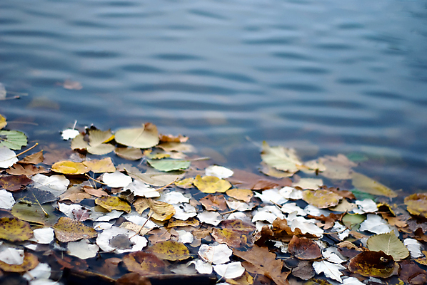 포토 JPG 해외이미지 계절 호수 잎 자연 사람없음 초록색 물 강 젖음 가을 연못 해외202004 해외포토 자연요소 식물 컬러 생태계 파일형식 이미지허브