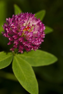 포토 JPG 해외이미지 식물 꽃 잎 자연 사람없음 빨간색 초록색 보라색 클로버 해외202004 해외포토 컬러 생태계 파일형식 이미지허브