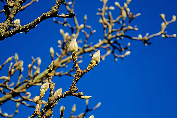 포토 JPG 해외이미지 나무 식물 계절 백그라운드 겨울 자연 하늘 사람없음 야외 파란색 정원 성장 나뭇가지 목련 해외202004 해외포토 꽃 컬러 생태계 파일형식 이미지허브