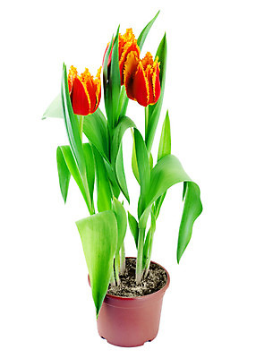 포토 JPG 해외이미지 식물 계절 꽃잎 꽃 분홍색 꽃다발 백그라운드 잎 2 꽃무늬 오렌지 전구 자연 부활절 사람없음 빨간색 초록색 컬러풀 노란색 정원 보라색 봄 튤립 벚꽃 흰색 침대 축하 점 생일 냄비 다발 배열 고립 해외202004 해외포토 기념일 컬러 가구 컨셉 무늬 과일 솥 생태계 파일형식 이미지허브