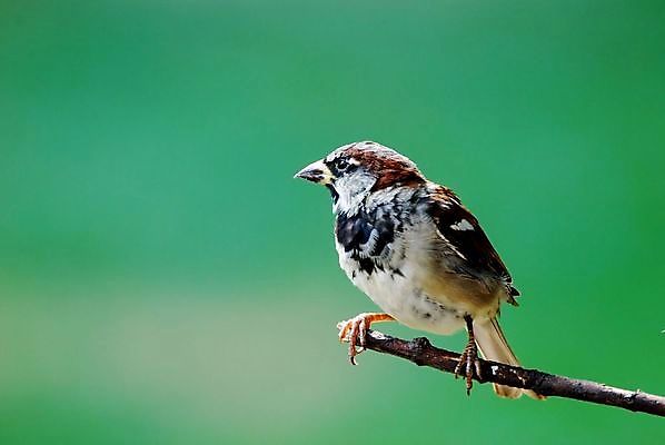 포토 JPG 해외이미지 나무 동물 남자 야생동물 자연 조류 앉기 사람없음 나뭇가지 참새 동물상 해외202004 해외포토 식물 모션 사람 조형물 생태계 파일형식 이미지허브