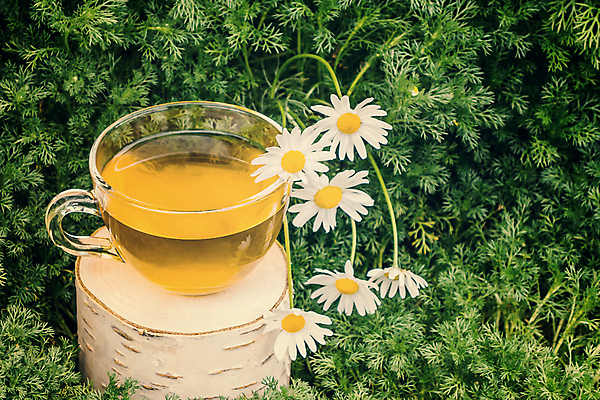 포토 JPG 해외이미지 식물 동물 얼굴 음식 백그라운드 다이어트 포유류 자연 털 건강 사람없음 초록색 반려동물 고양이 봄 성장 신선 모피 혀 먹기 허브 크림 귀 얼룩무늬 솜털 기르기 해외202004 해외포토 계절 컬러 무늬 모션 신체부위 입 생태계 돌봄 파일형식 이미지허브