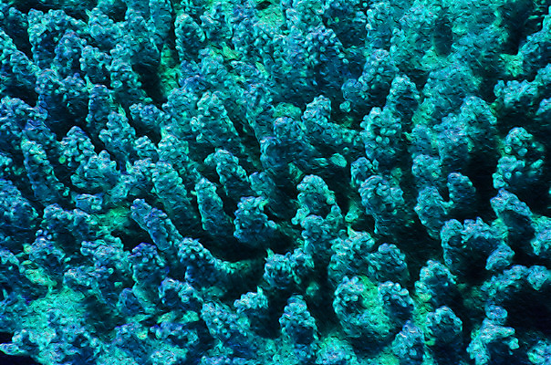 포토 JPG 해외이미지 전통 디자인 옷 모래 바다 백그라운드 패턴 바지 표면 바닥 사람없음 장식 물 파란색 유행 수중 어둠 광대 직물 도시 면 산호 남색 다이빙 질감 땀 캔버스 소금 암초 수족관 시스템 섬유 그런지 깊이 동물상 옛날 스타일 해외202004 해외포토 자연요소 컬러 무늬 하의 조형물 수영 자포동물 수중스포츠 파일형식 이미지허브