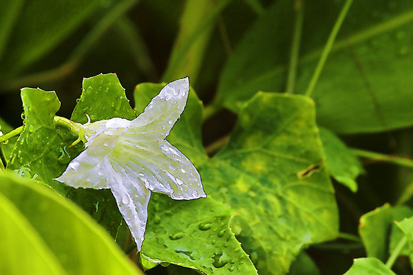 포토 JPG 해외이미지 나무 식물 꽃잎 꽃 음식 백그라운드 컨셉 잎 농업 태국 자연 건강 사람없음 야외 초록색 컬러풀 환경 정원 봄 성장 벚꽃 흰색 신선 허브 질감 박 아이비 내추럴 고립 해외202004 해외포토 계절 산업 아시아 컬러 생태계 파일형식 이미지허브