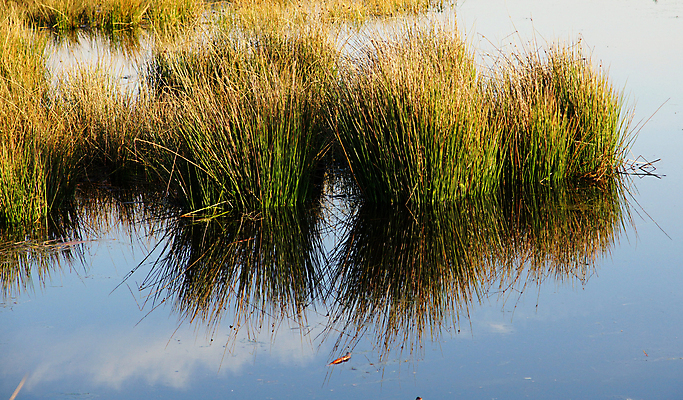 포토 JPG 해외이미지 식물 계절 호수 자연 사람없음 야외 초록색 물 파란색 반사 환경 성장 내추럴 해외202004 해외포토 자연요소 컬러 생태계 파일형식 이미지허브