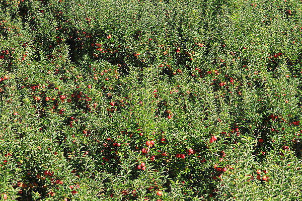 포토 JPG 해외이미지 나무 음식 잎 농업 과일 사람없음 빨간색 초록색 농작물 농장 성장 사과 과수원 해외202004 해외포토 식물 산업 컬러 파일형식 이미지허브