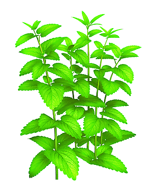 포토 JPG 해외이미지 식물 줄기 잎 일러스트 자연 경사 사람없음 장식 초록색 갈색 새싹 환경 정원 봄 성장 나뭇가지 신선 닫기 작음 큼 묘사 오브젝트 원예 내추럴 미니 그리너리 해외202004 해외포토 나무 계절 컬러 모션 취미 크기 생태계 파일형식 트랜드컬러 이미지허브