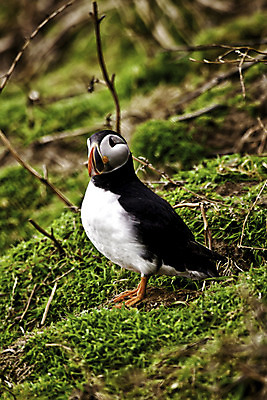 포토 JPG 해외이미지 야생동물 바다 날개 조류 성인 사람없음 검은색 흰색 보호 깃털 싱글 육식동물 사냥꾼 육식 땅바닥 해외202004 해외포토 동물 직업 컬러 컨셉 바닥 사람 파일형식 이미지허브