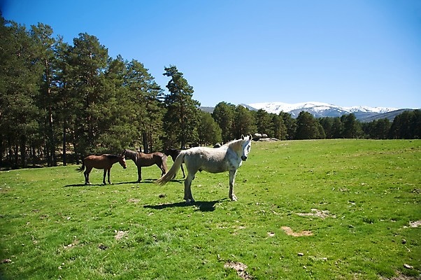 포토 JPG 해외이미지 나무 식물 동물 유럽 가족 자연 산 풍경 사람없음 야외 초록색 농장 갈색 가축 자유 흰색 시골 그룹 스페인 군중 숲 땅바닥 찰과상 해외202004 해외포토 나라 컬러 컨셉 농업 관계 바닥 사람 상처 생태계 파일형식 이미지허브
