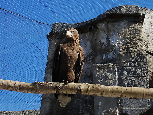 포토 JPG 해외이미지 동물 백그라운드 자연 조류 하늘 동물원 사람없음 파란색 힘 깃털 부리 통나무 독수리 육식동물 동물상 스텝 해외202004 해외포토 나무 컬러 조형물 생태계 파일형식 이미지허브