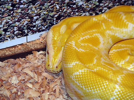 포토 JPG 해외이미지 동물 파충류 동물원 저울 사람없음 뱀 타입 동물상 해외202004 해외포토 조형물 파일형식 이미지허브