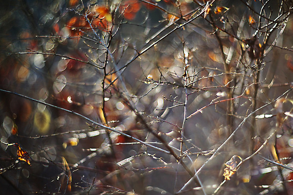 포토 JPG 해외이미지 나무 계절 백그라운드 낙엽 잎 자연 추상 건조 풍경 사람없음 목재 어둠 침묵 슬픔 가을 나뭇가지 숲 보케 장면 삼림지대 우울증 해외202004 해외포토 식물 감정 무늬 재료 소리 질병 생태계 파일형식 이미지허브