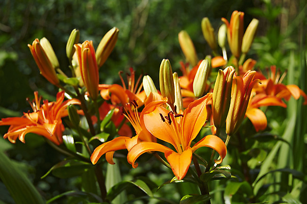 포토 JPG 해외이미지 식물 꽃잎 꽃 줄기 백그라운드 잎 꽃무늬 오렌지 자연 사람없음 야외 초록색 컬러풀 정원 봄 성장 벚꽃 신선 개화 묘사 싱글 향기 꽃가루 내추럴 해외202004 해외포토 계절 컬러 무늬 과일 가루 생태계 냄새 파일형식 이미지허브