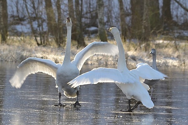 포토 JPG 해외이미지 사람없음 싸움 백조 해외202004 해외포토 모션 조류 파일형식 이미지허브