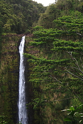 포토 JPG 해외이미지 나무 공원 국립공원 사람없음 폭포 숲 열대우림 호기심 하와이 해외202004 해외포토 식물 공공시설 감정 컨셉 자연 미국 파일형식 이미지허브