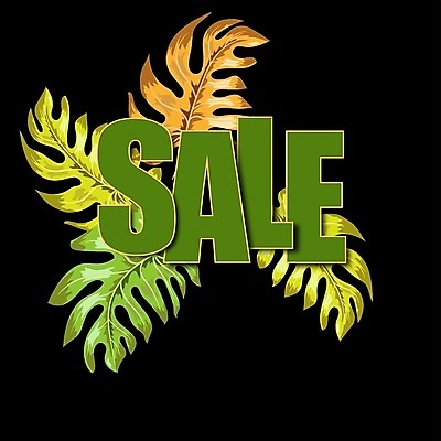 EPS 해외이미지 나무 식물 디자인 계절 백그라운드 컨셉 잎 꽃무늬 패턴 일러스트 비즈니스 텍스트 자연 휴가 손바닥 그래픽 장식 초록색 컬러풀 유행 꼬리표 세일 상점 시장 가격 사인 질감 초대 소매 승진 내추럴 엘리먼트 이국적 특별함 레터링 스타일 해외202004 해외일러스트 손 꽃 컬러 무늬 라벨 생태계 파일형식 벡터 이미지허브