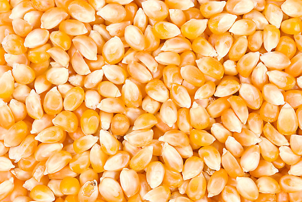 포토 JPG 해외이미지 식물 음식 백그라운드 잎 농업 자연 건조 건강 옥수수 씨앗 사람없음 노란색 쌓기 흰색 그룹 황금 달콤 낟알 먹기 묘사 날것 팝콘 성분 통조림 내추럴 고립 팝 해외202004 해외포토 산업 컬러 모션 곡류 맛 생태계 파일형식 이미지허브