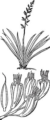 EPS 해외이미지 식물 선 일러스트 새로움 종류 미술 검은색 수확 흰색 백합 그림 판화 아마 해외202004 해외일러스트 꽃 컬러 컨셉 농업 문화예술 파일형식 벡터 이미지허브