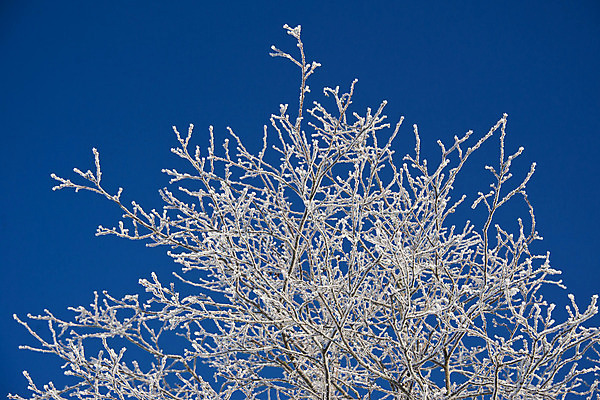 포토 JPG 해외이미지 나무 겨울 자연 산 사람없음 계곡 냉동 얼음 이탈리아 추위 12월 서리 알프스 해외202004 해외포토 자연요소 식물 계절 유럽 날짜 생태계 파일형식 이미지허브