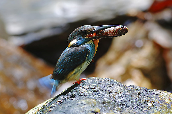 포토 JPG 해외이미지 나무 동물 아시아 얼굴 야생동물 백그라운드 날개 자연 조류 어류 사람없음 야외 목재 가로 초록색 파란색 컬러풀 머리 환경 나뭇가지 막대기 닫기 숲 먹기 깃털 꼬리 부리 서식지 물총새 생태학 이국적 해외202004 해외포토 식물 교육 나라 컬러 재료 모션 신체부위 수중동물 생태계 파일형식 이미지허브