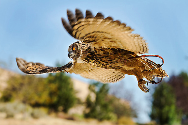 포토 JPG 해외이미지 동물 한마리 응시 야생동물 날개 포유류 조류 사람없음 야외 갈색 머리 펼침 관찰 큼 깃털 속도 사냥 육식동물 부엉이 사냥꾼 멸종 내추럴 힘찬 해외202004 해외포토 직업 1 시선 컬러 컨셉 모션 신체부위 크기 파일형식 이미지허브