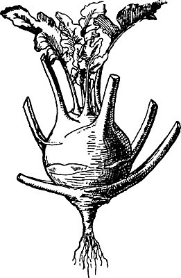 EPS 해외이미지 선 잎 일러스트 미술 검은색 수확 흰색 작음 그림 뿌리 판화 콜라비 해외202004 해외일러스트 식물 컬러 농업 채소 문화예술 크기 파일형식 벡터 이미지허브