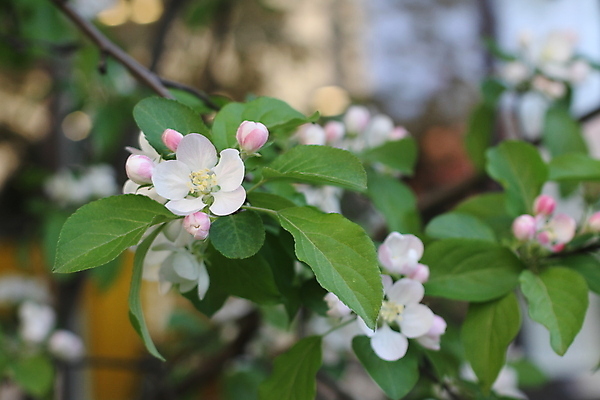 포토 JPG 해외이미지 나무 식물 계절 꽃잎 꽃 분홍색 백그라운드 잎 꽃무늬 자연 사람없음 장식 초록색 새싹 우주 환경 정원 봄 벚꽃 흰색 나뭇가지 신선 개화 우아함 사과 묘사 향기 아로마 아로마테라피 내추럴 꽃수술 해외202004 해외포토 컬러 컨셉 무늬 과일 생태계 냄새 테라피 파일형식 이미지허브