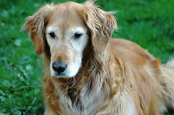 포토 JPG 해외이미지 동물 포유류 사람없음 반려동물 개 골든리트리버 리트리버 송곳니 해외202004 해외포토 치아 파일형식 이미지허브